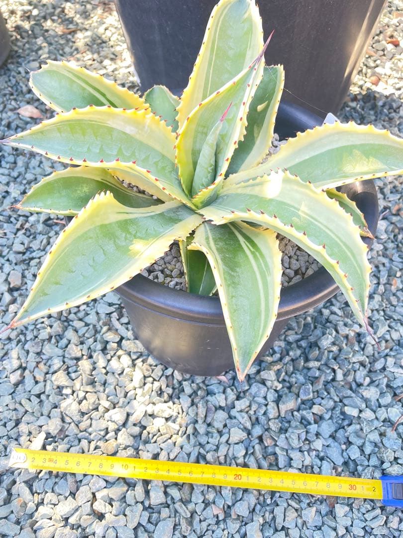 アガベ リップルエフェクト　子株