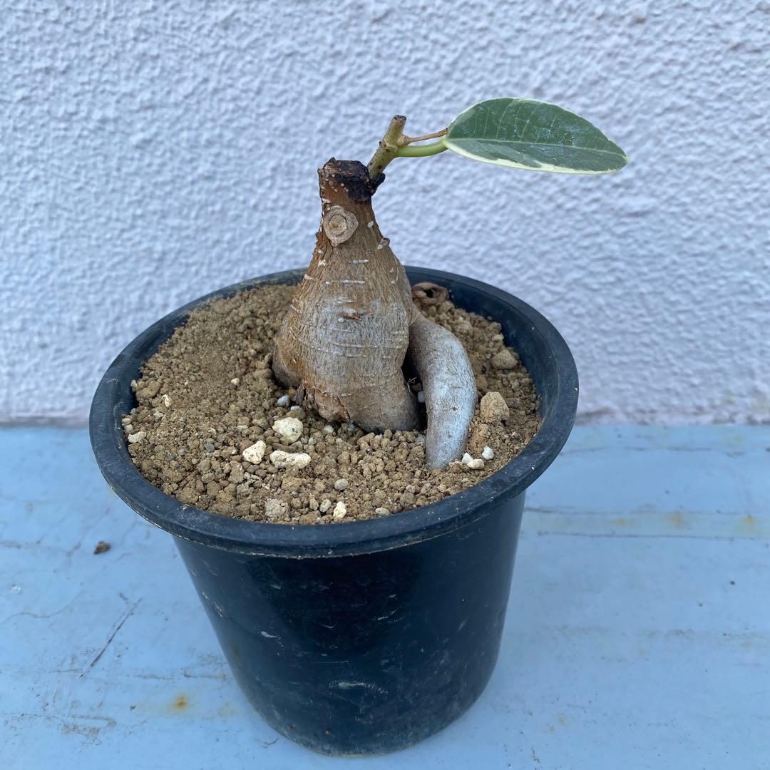 パンダ ガジュマル 斑入り 超希少 接木・鉢込 発根済み