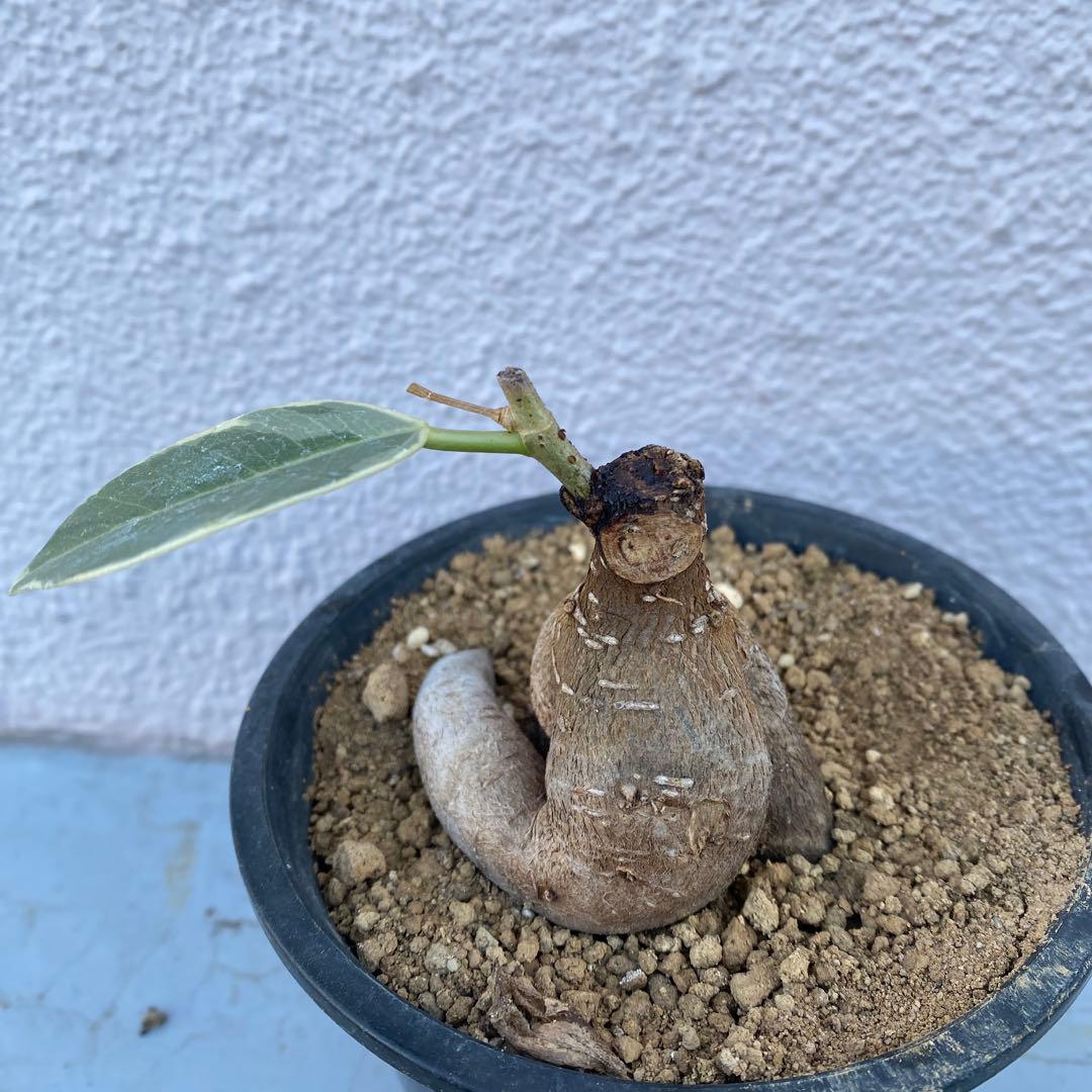 パンダ ガジュマル 斑入り 超希少 接木・鉢込 発根済み