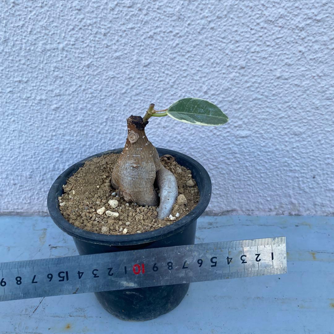 パンダ ガジュマル 斑入り 超希少 接木・鉢込 発根済み