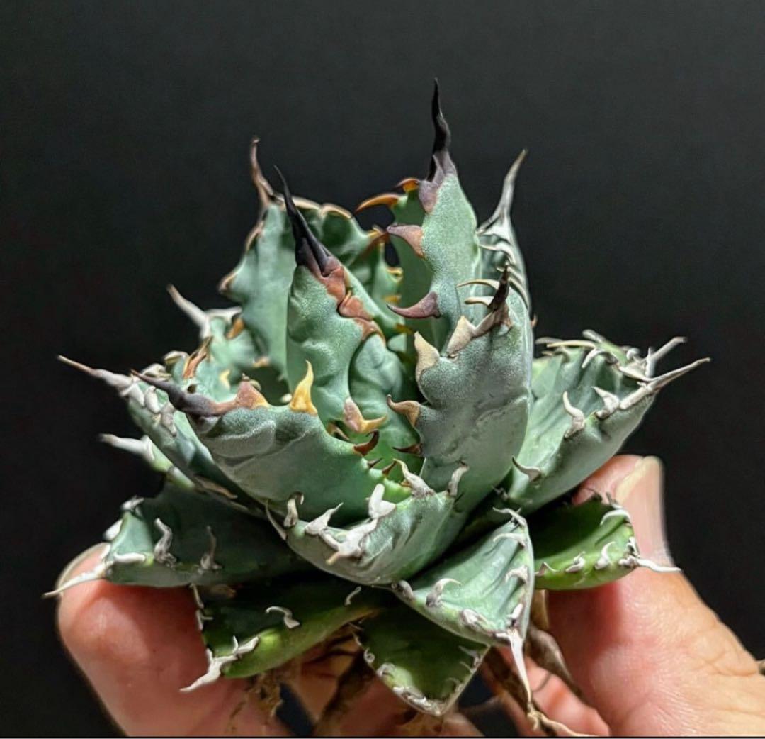 アガベ チタノタ BB × ネバデンシス hyb 子株【強ウネリ・青葉・黒鋸歯】