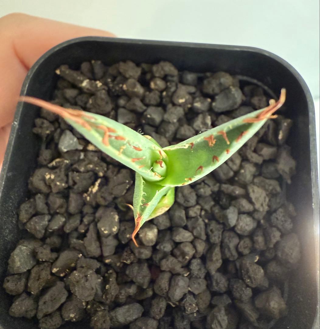 アガベ チタノタ BB × ネバデンシス hyb 子株【強ウネリ・青葉・黒鋸歯】