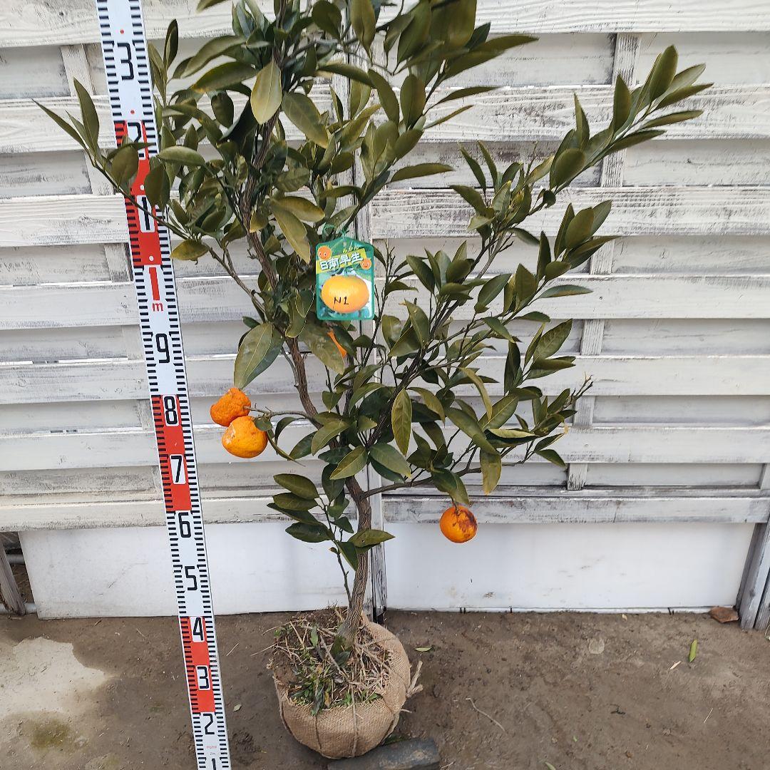 ひい出品 日南N1 極早生 5年生 苗木 結実実績あり！