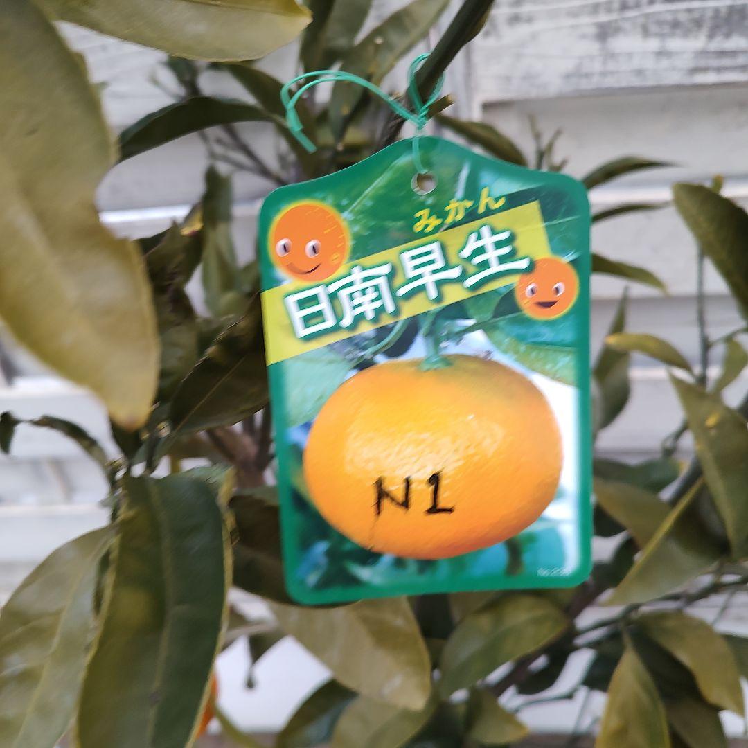 ひい出品 日南N1 極早生 5年生 苗木 結実実績あり！