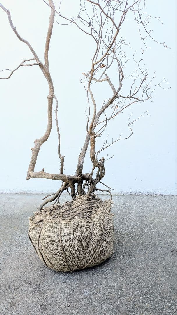 奇跡的。山採りドウダンツツジ。