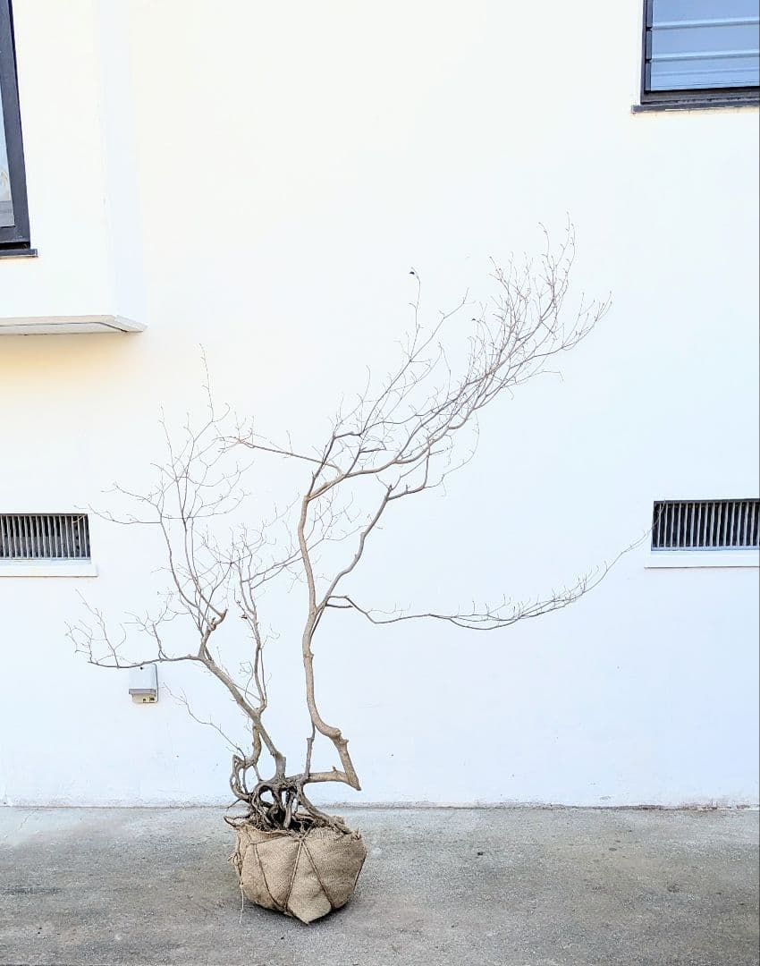 奇跡的。山採りドウダンツツジ。