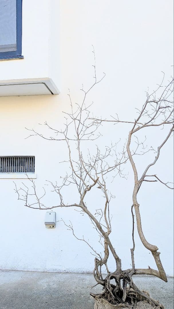 奇跡的。山採りドウダンツツジ。