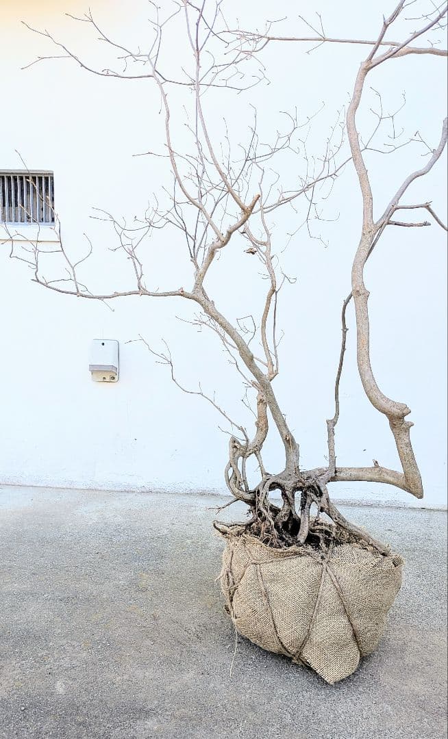 奇跡的。山採りドウダンツツジ。