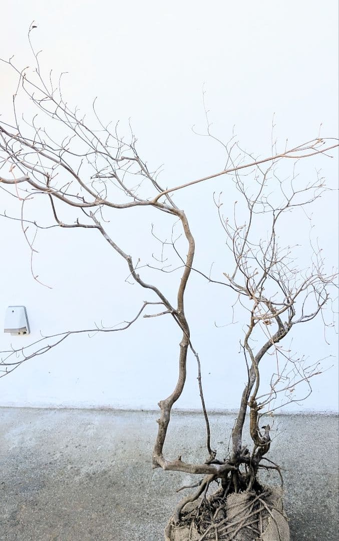 奇跡的。山採りドウダンツツジ。