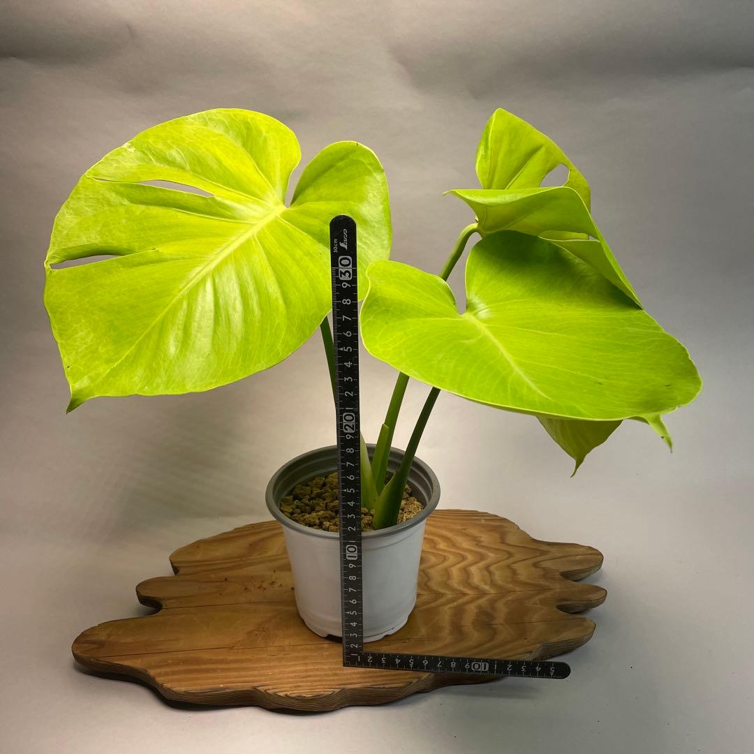 p*t様 L049モンステラ　黄金葉　ゴールドリーフ　フルムーンゴールド