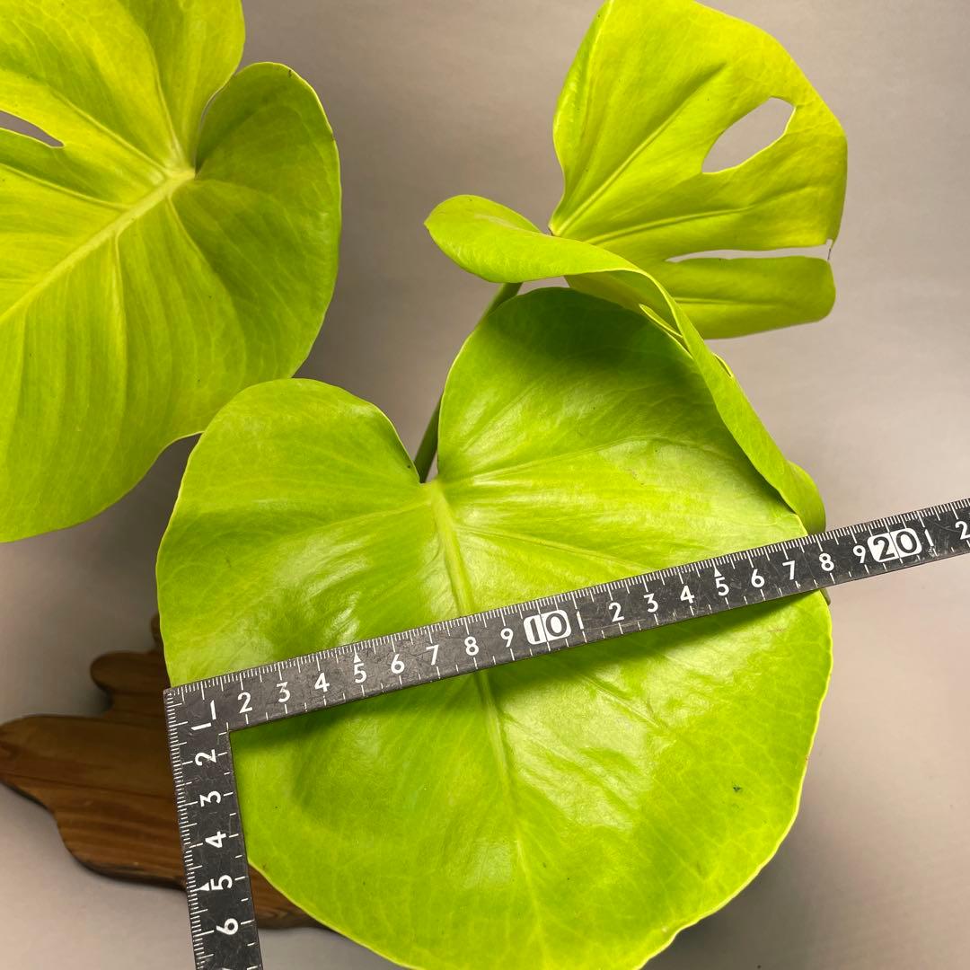 p*t様 L049モンステラ　黄金葉　ゴールドリーフ　フルムーンゴールド