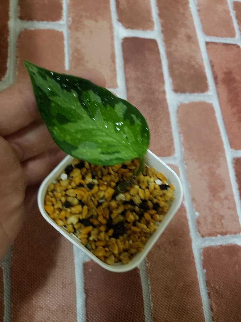 その他観葉植物 Aglaonema pictum