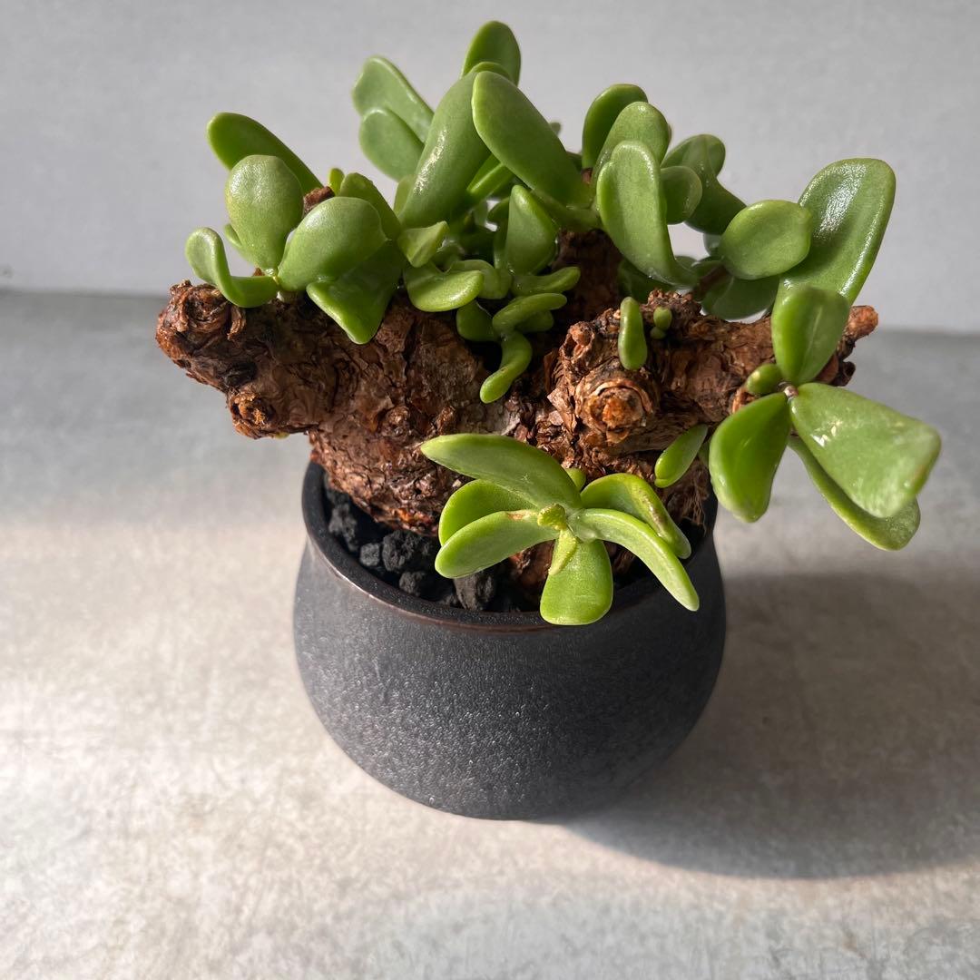 k*3様 ケラリアピグマエア　現地球　発根済み　塊根植物　陶器鉢セット