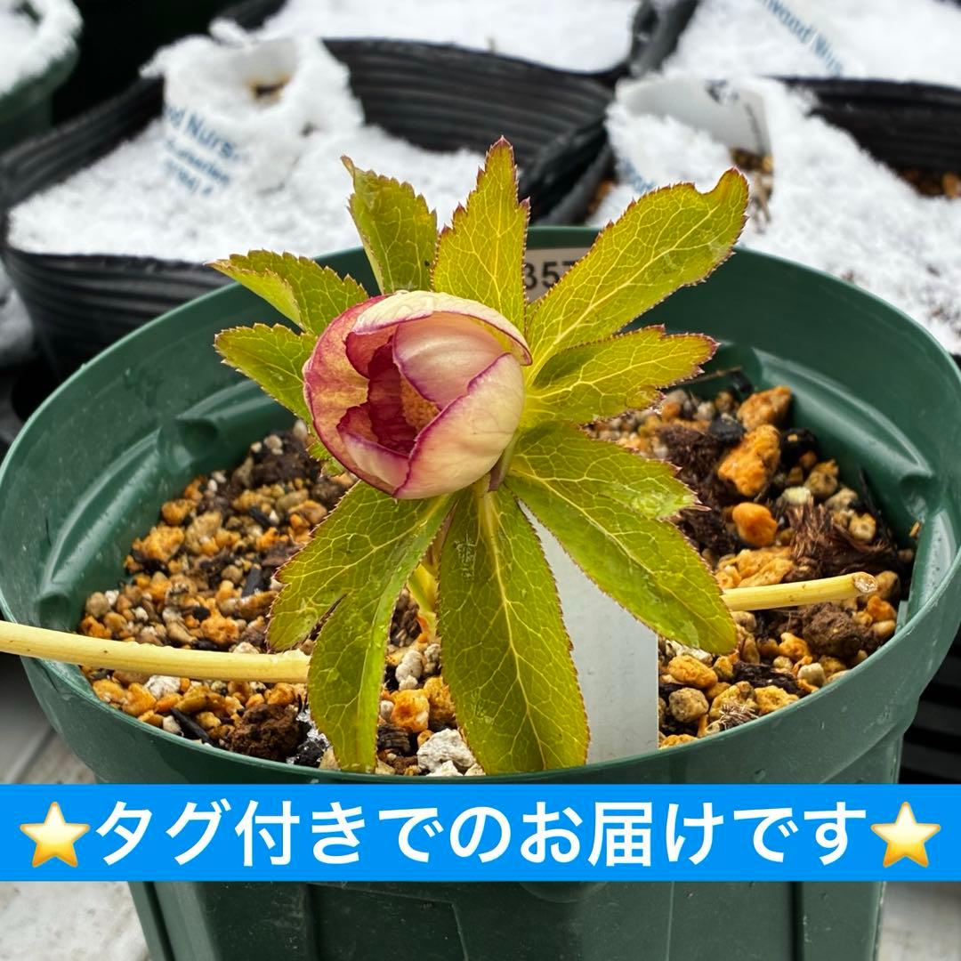 3574☘️蕾花タグ付き☘️超極上☘️超希少⭐️SD⭐️蜃気楼⭐️大木ナーセリー⭐️