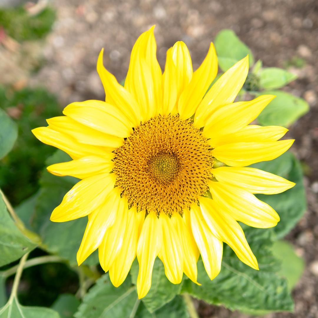 SONY Sonnar T* E 24mm F1.8 ZA（SEL24F18Z）