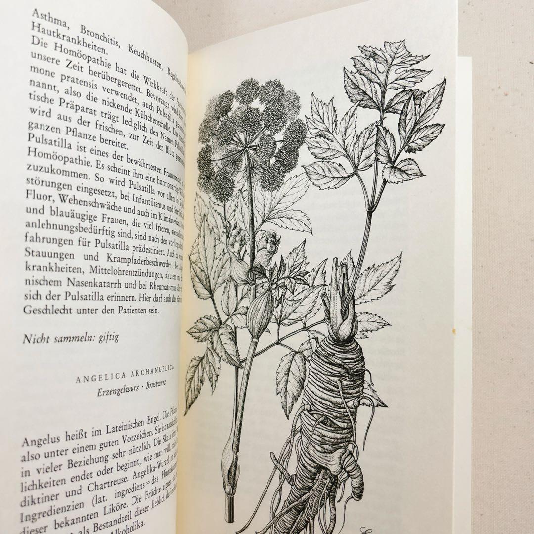 美しい植物画 ドイツ 洋書 図鑑 1963 Elsa Flesko Blumen
