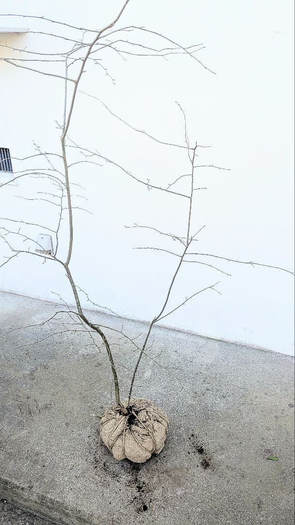 山採りアオハダ。