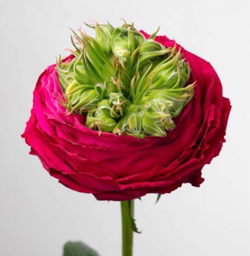 ひろココさま専用　バラ苗6品