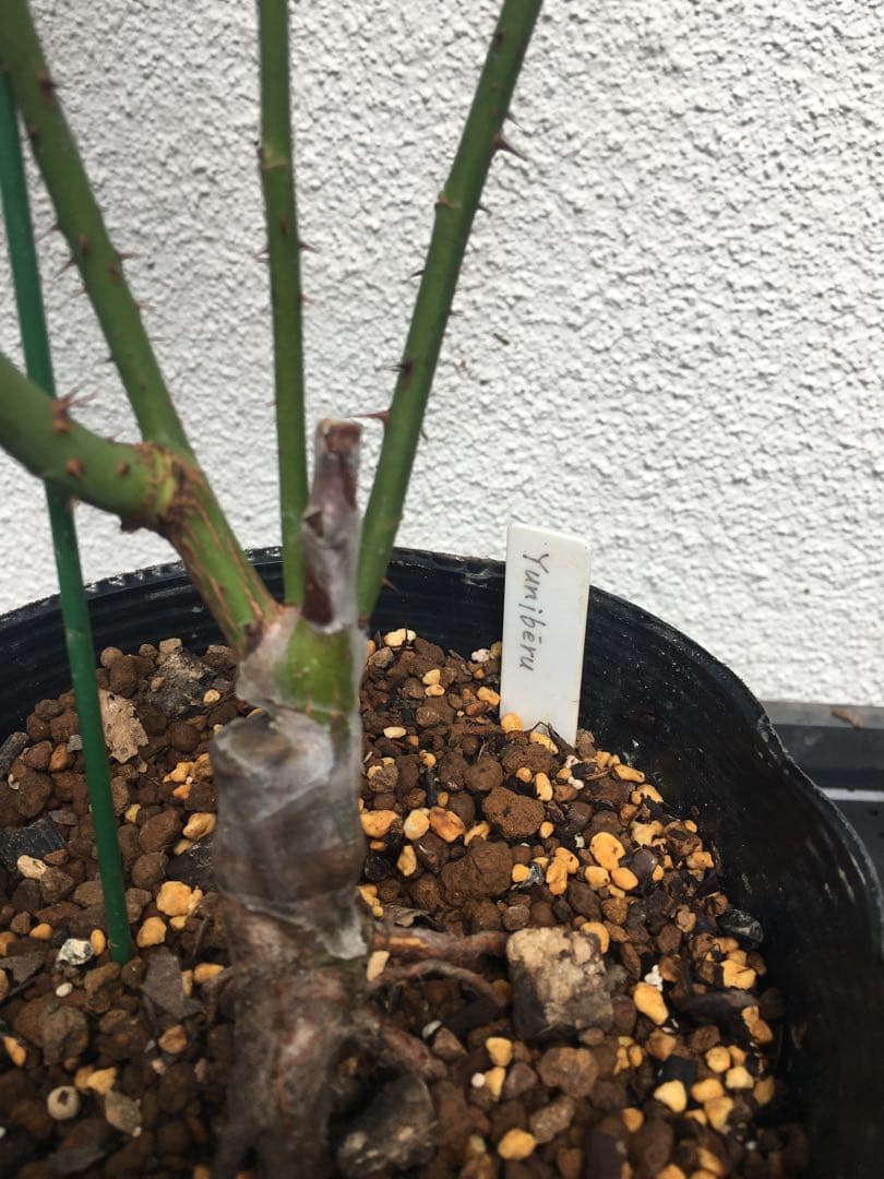 ひろココさま専用　バラ苗6品