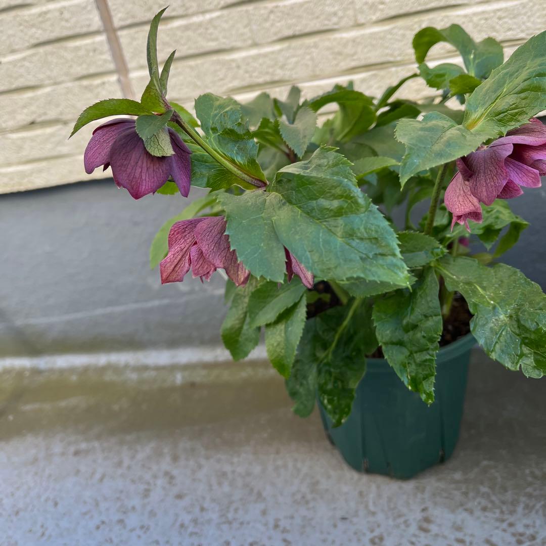 クリスマスローズ　八重　ダブル　５号　４鉢セット　現物　2月１日撮影　Ｄ