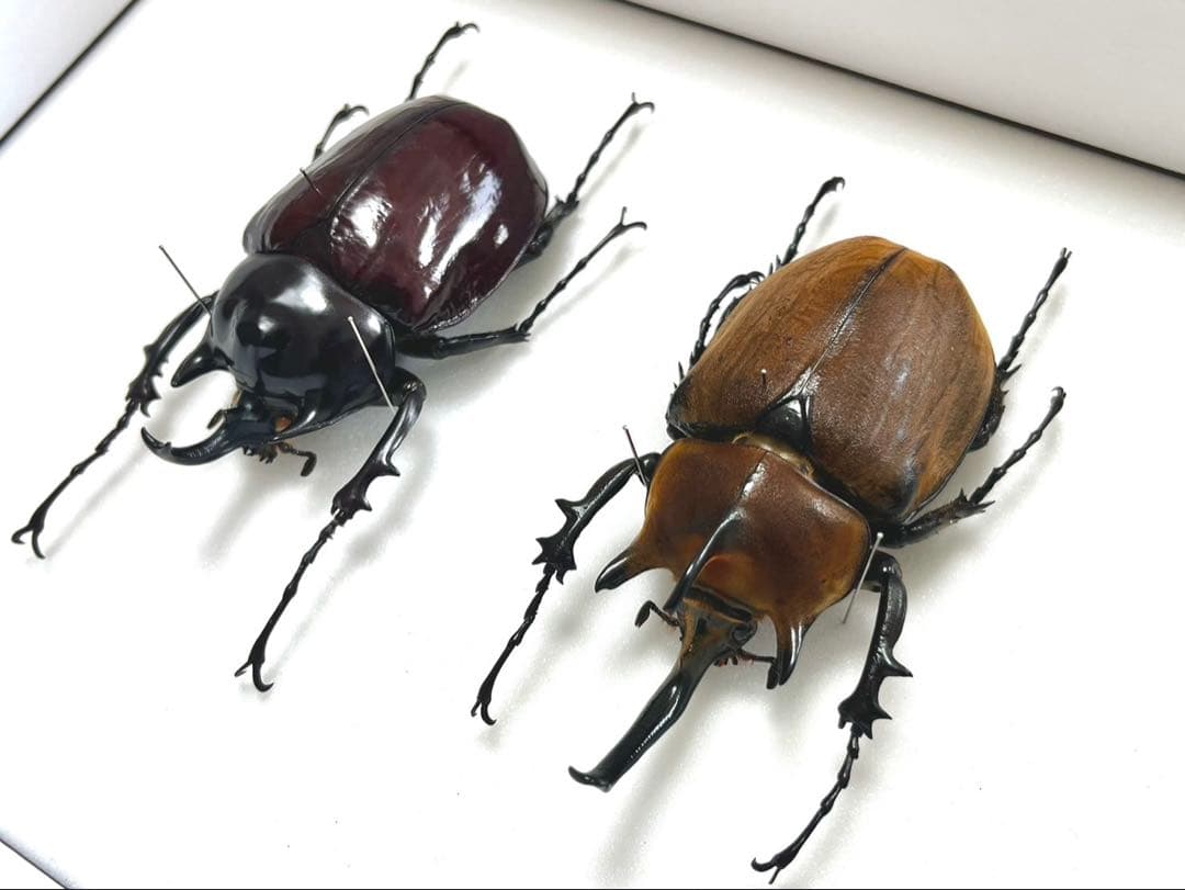 ギアスゾウカブト102mm　ヤヌスゾウカブト　94mm 標本　セット