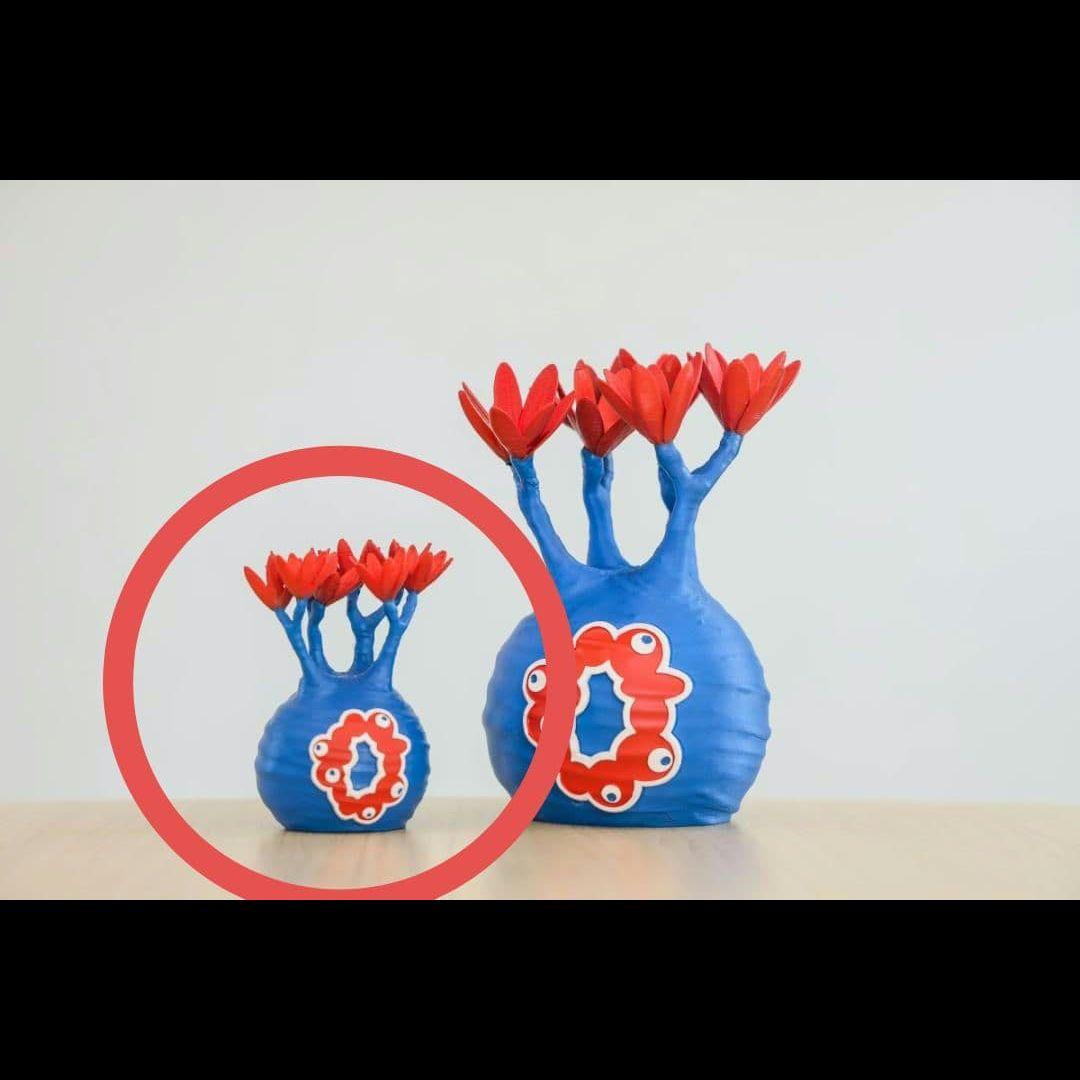 Sサイズ LOBINDON ロビンドン ミャクミャク グラキリス 亀甲竜 塊根