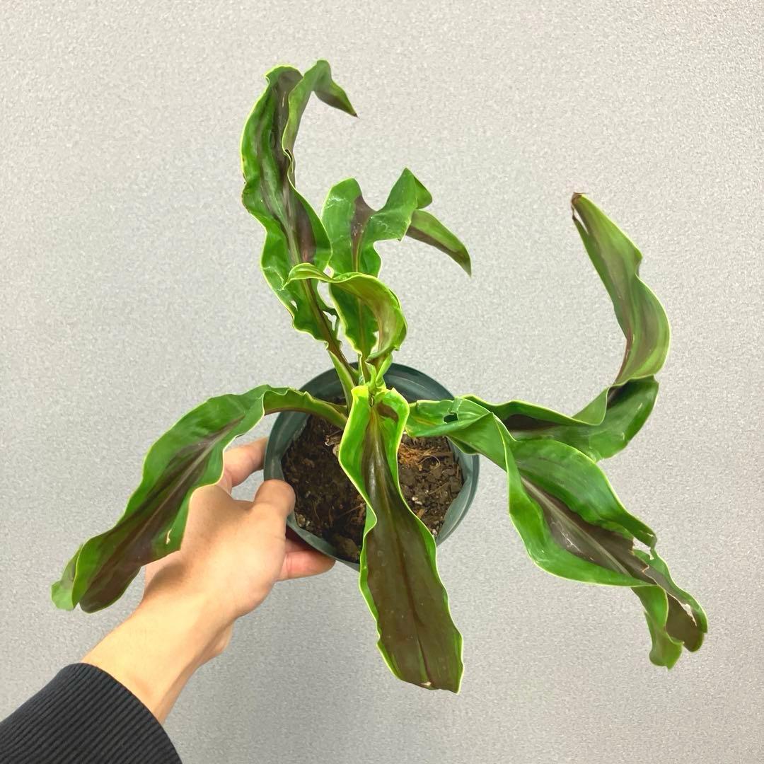 超希少❗️コルジリネ　ギニーサイクロン✨