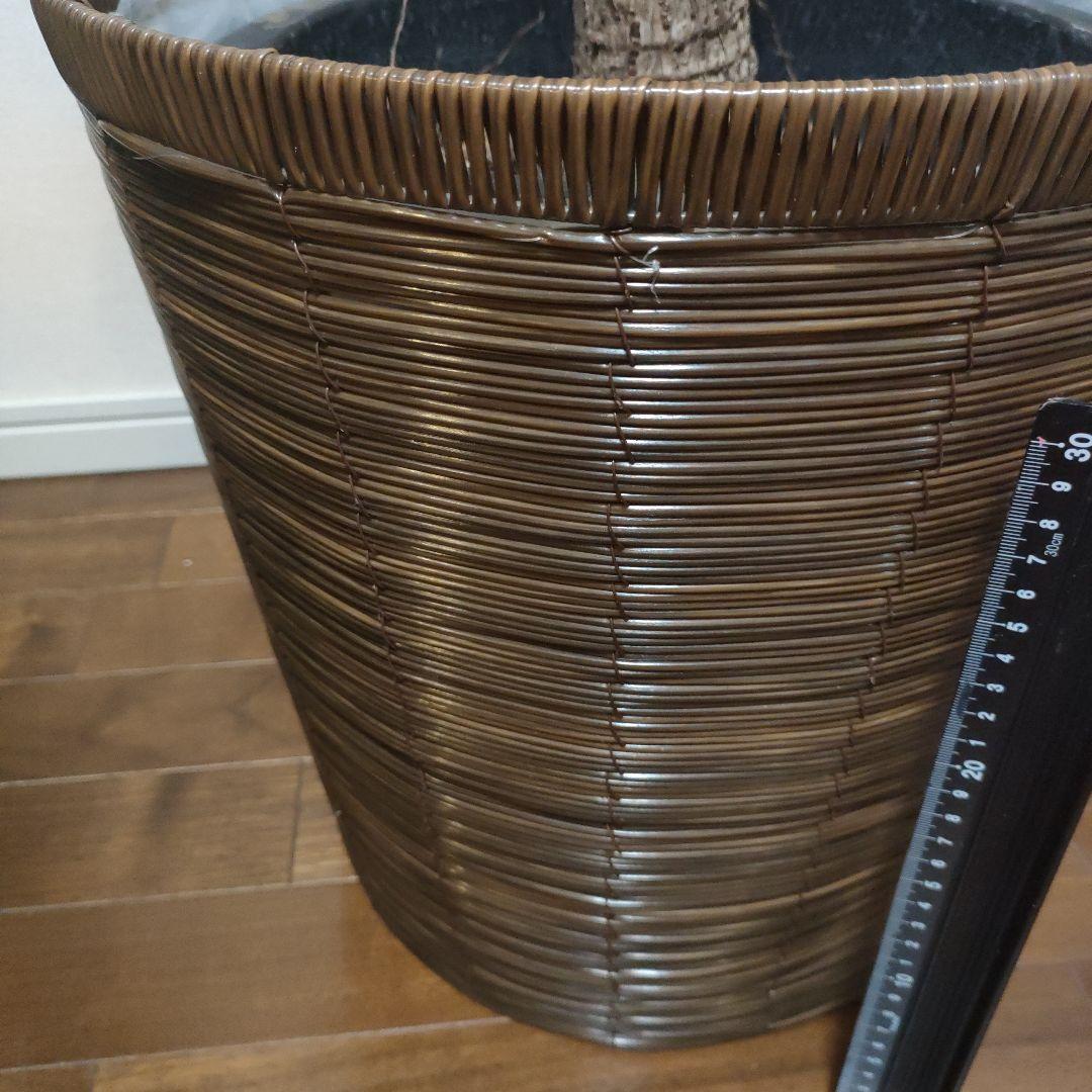 アフリカンプリンス 約1.7mストレート10号サイズ