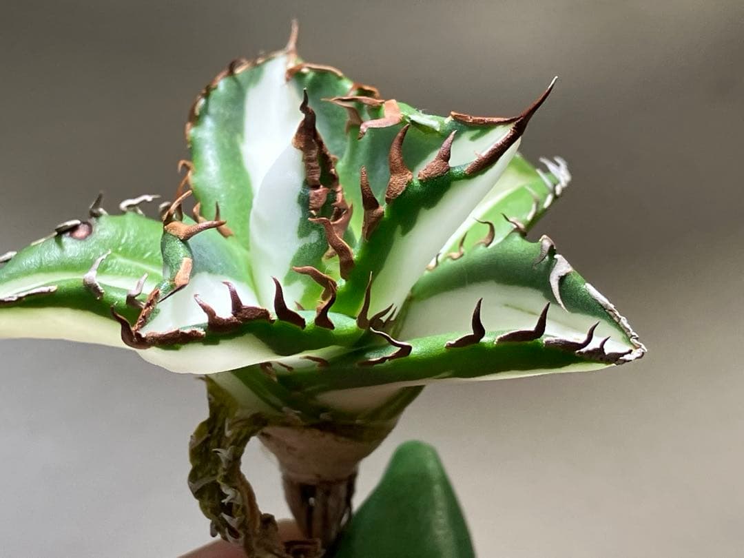 サ*店様 【オークション】選抜　強棘　美株　アガべ　チタノタ　太陽神錦　白中斑