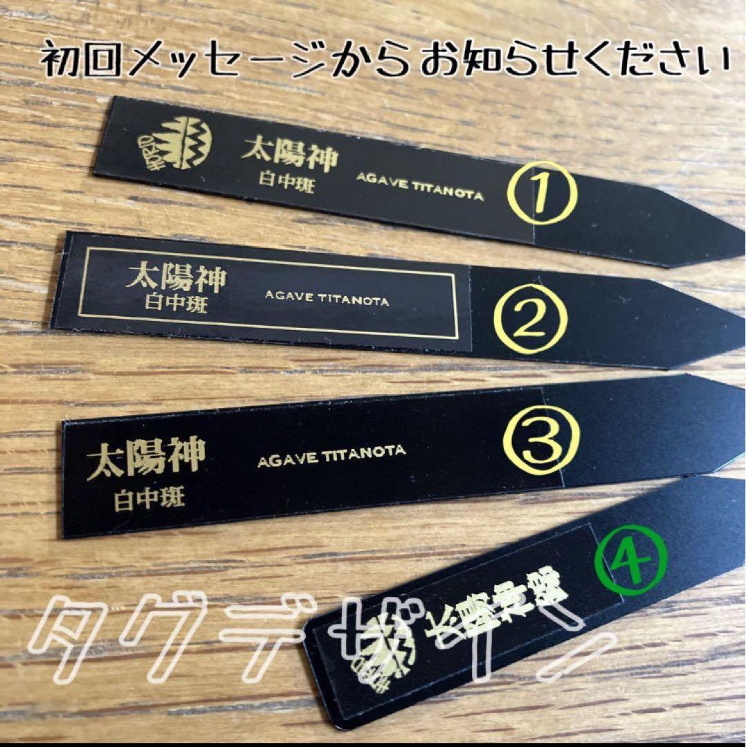 サ*店様 【オークション】選抜　強棘　美株　アガべ　チタノタ　太陽神錦　白中斑