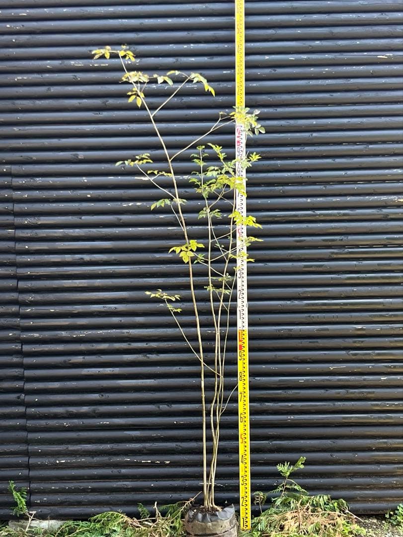 山採り天然　アオダモ　4本株立ち　91