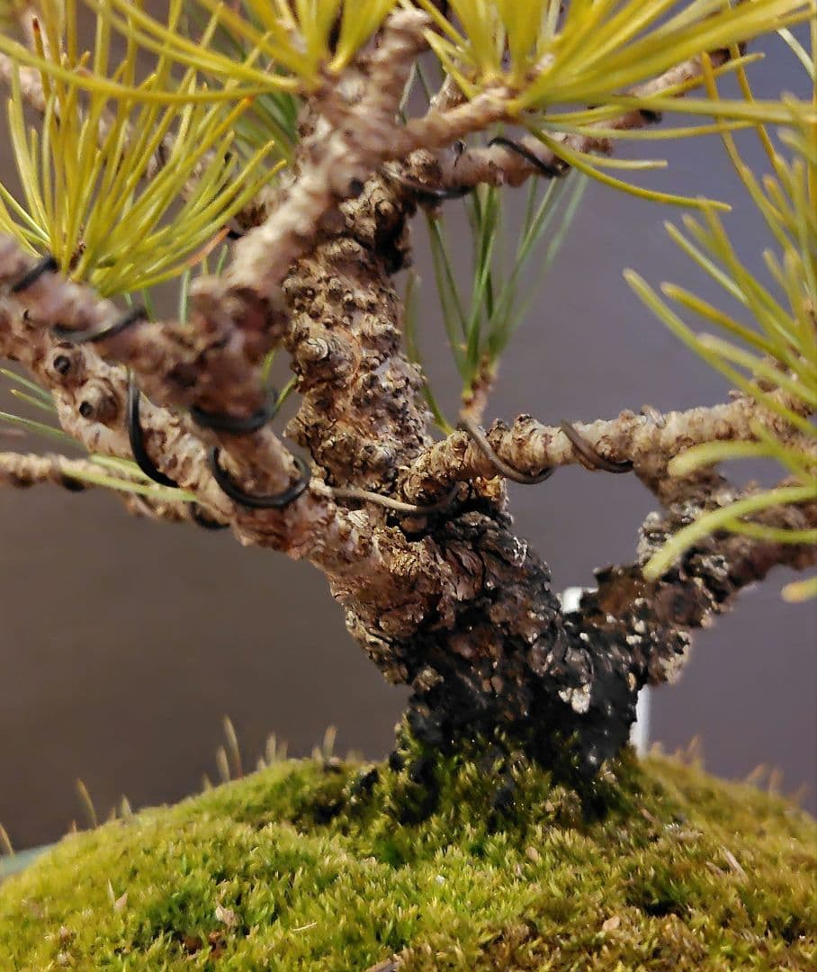 イボ幹五葉松盆栽！