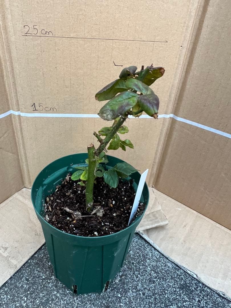 「モン&ミーママ」切り花品種バラ苗　レアバラ　4点