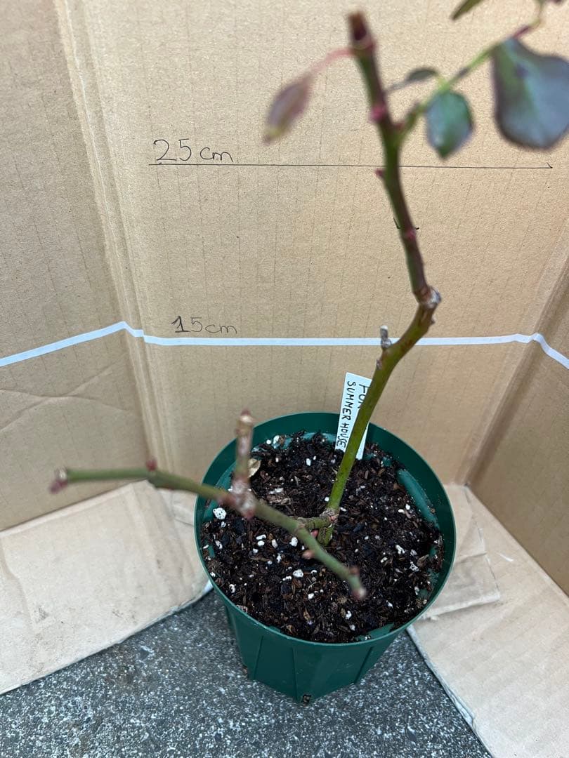 「モン&ミーママ」切り花品種バラ苗　レアバラ　4点