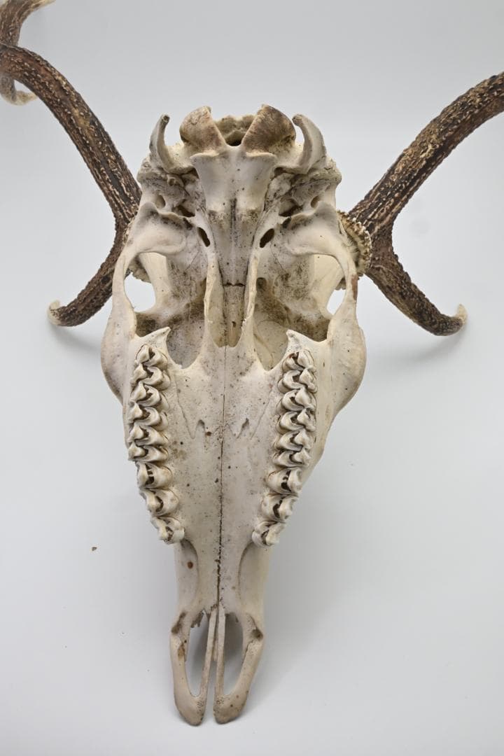 置物 壁掛け 刀置き 頭骨付き 上歯付き 鹿の角 2024年産