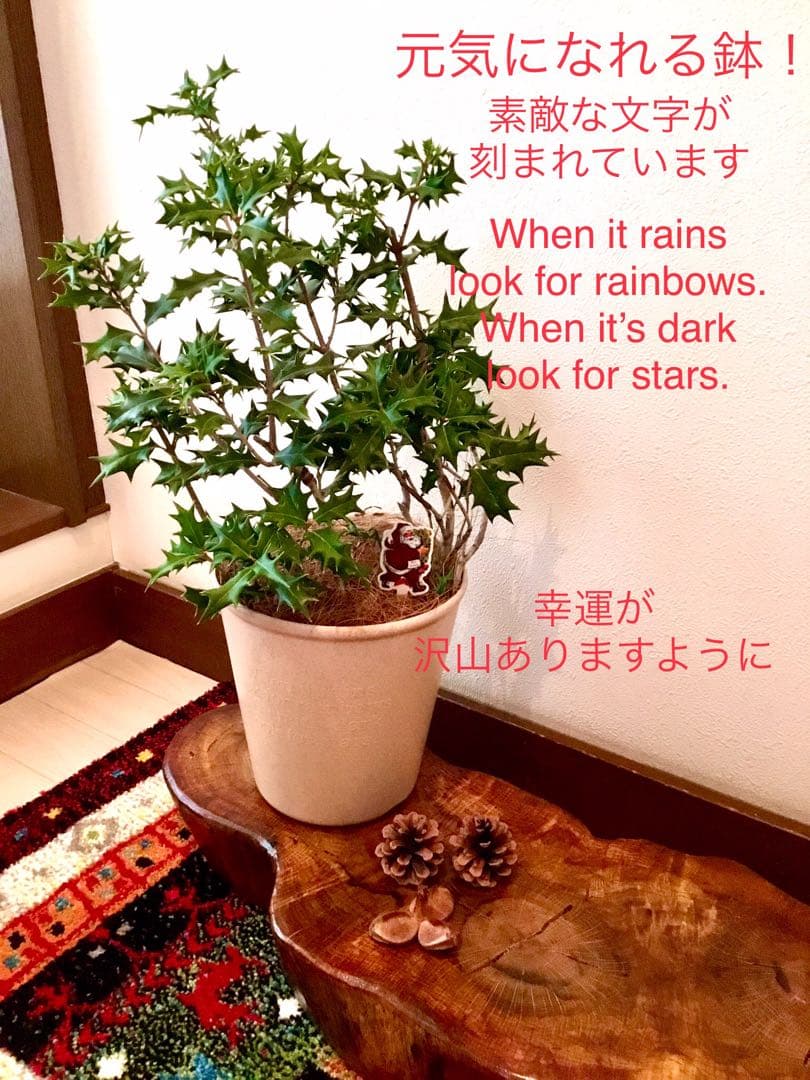 完売　　　天然野生とっても大きな柊さん【ひいらぎ＊クリスマスツリー】クリスマス