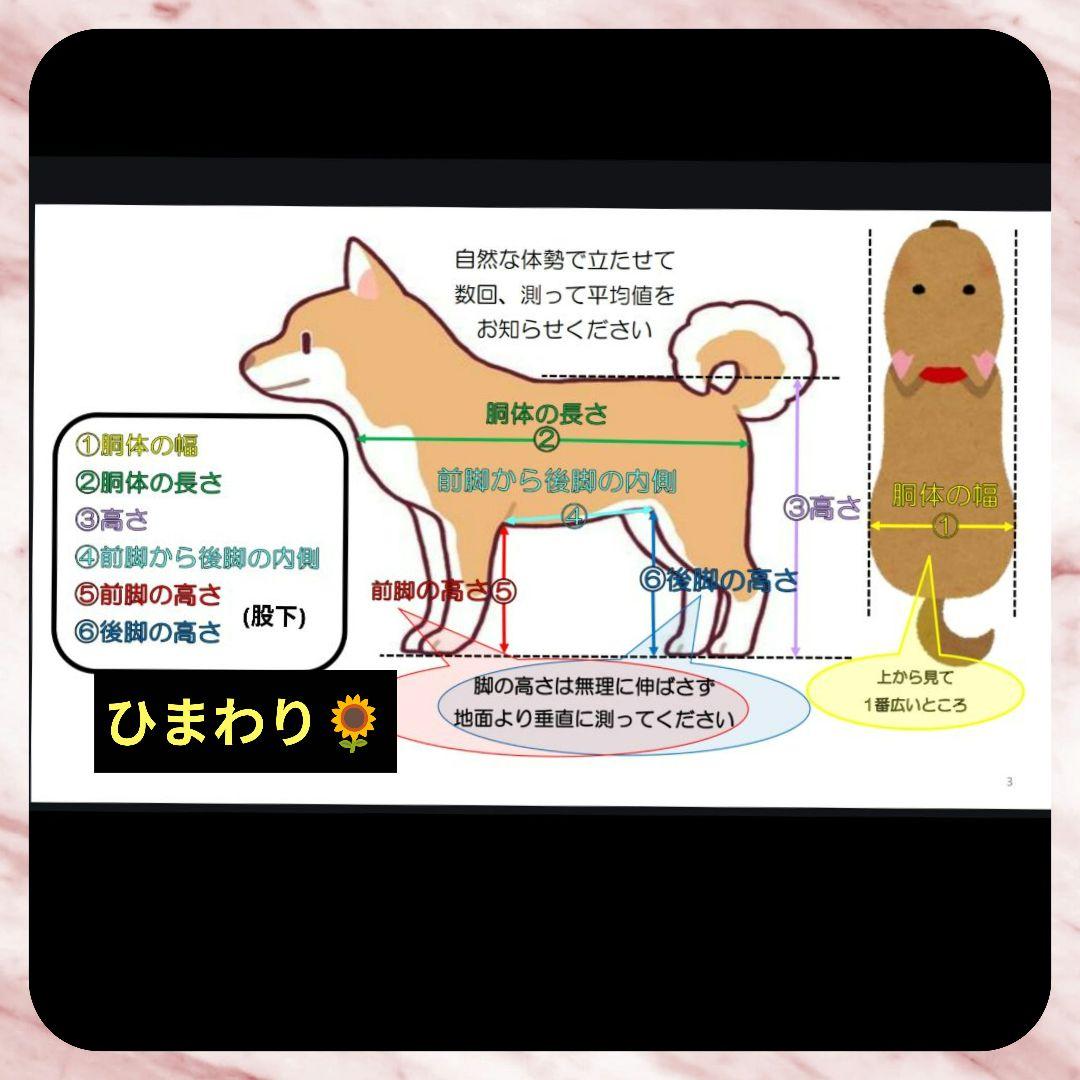 のん　トイプー4輪　リハビリ　食事補助　犬用車椅子　介護　犬の歩行器