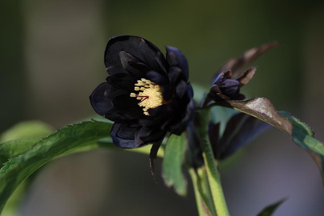 クリスマスローズ 開花株 八咫烏hyb（剣弁type）