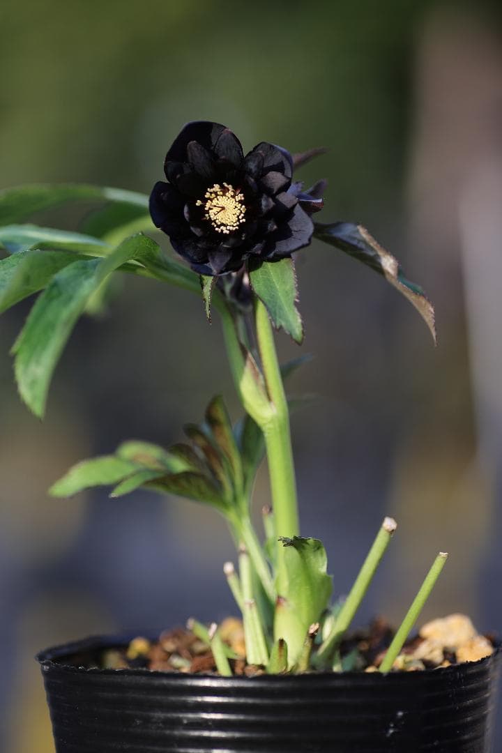 クリスマスローズ 開花株 八咫烏hyb（剣弁type）