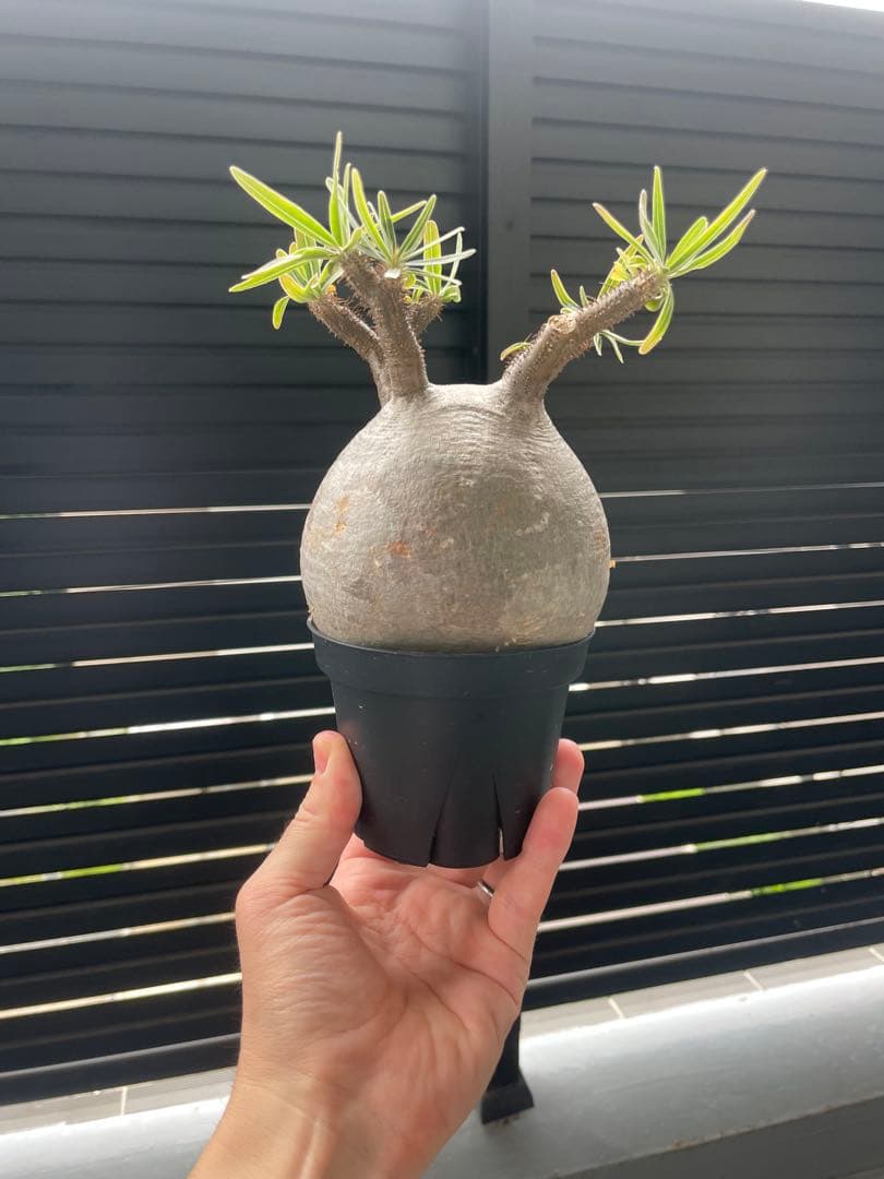 【特選エース株】パキポディウム グラキリス(真ん中のみ)