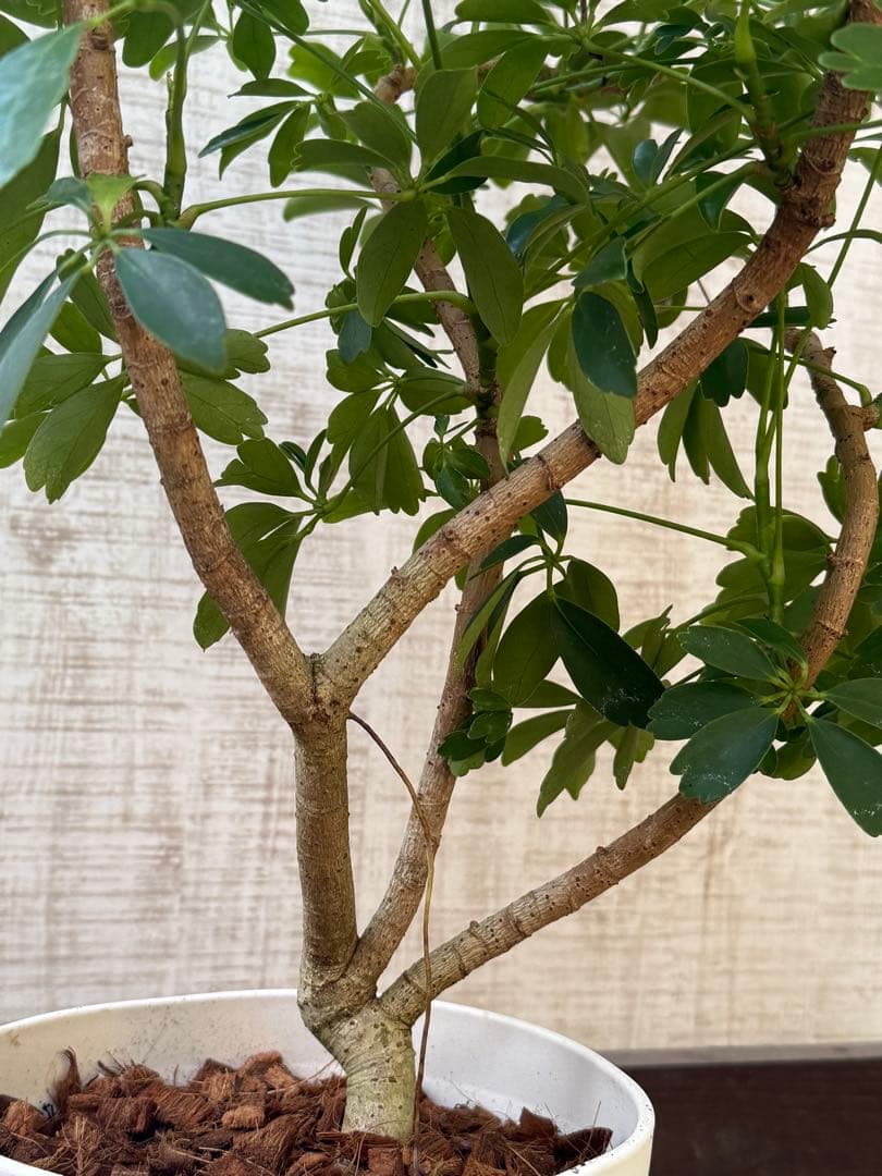 ☆ シェフレラ レナータ♪ 96cm ボリューム感◎