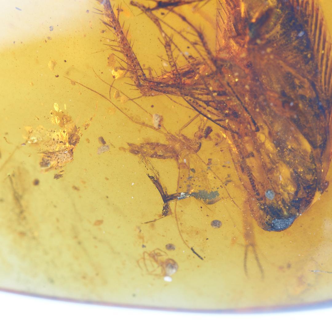 レア極上品 PA100虫入り琥珀化石　ミャンマーカムティかタナイ9900万年前