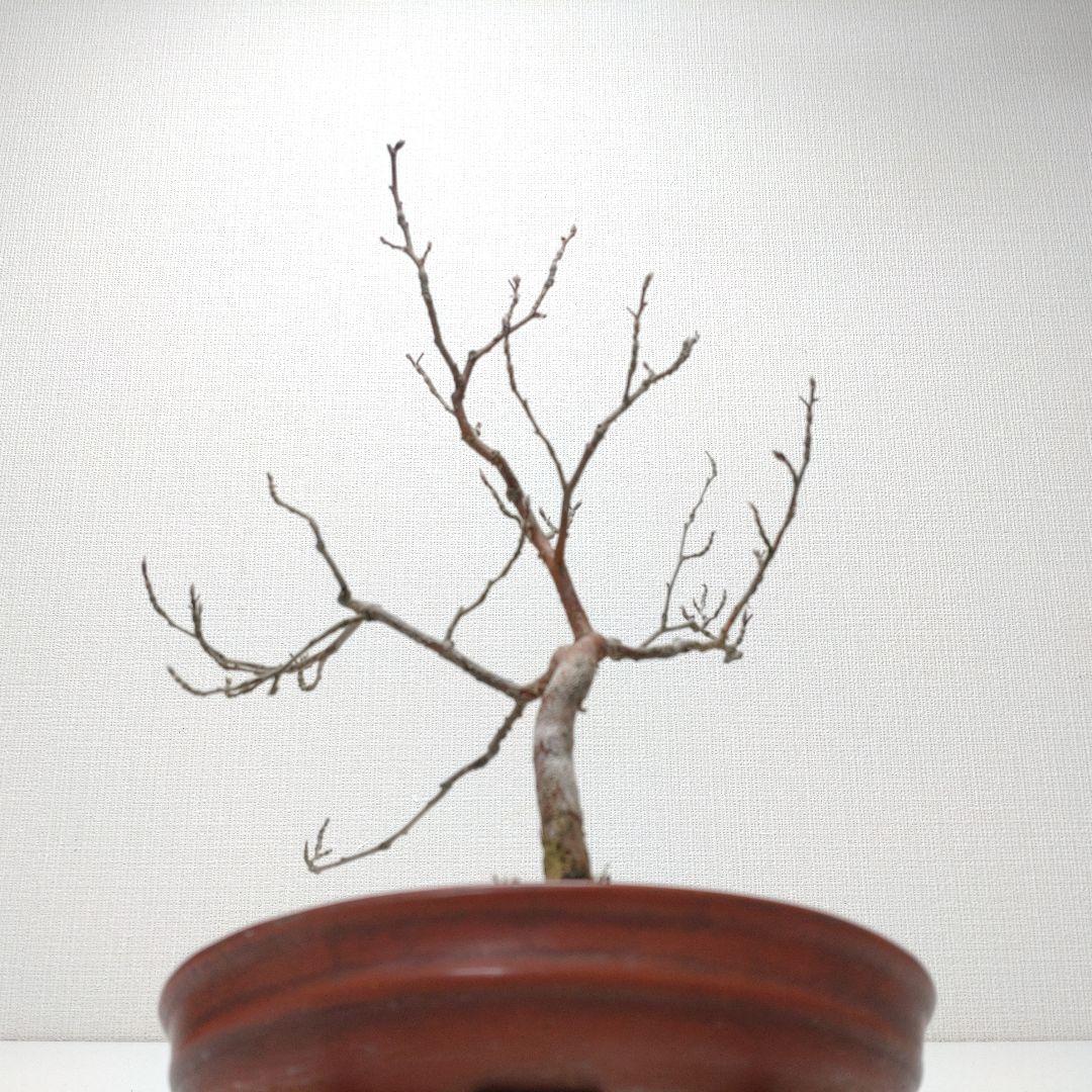 寒樹姫沙羅（ヒメシャラ）盆栽 SS027