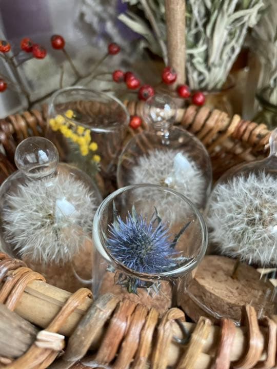 たんぽぽ綿毛ドライフラワー ガラスドーム ボトルフラワー 綿毛ドライフラワー✨