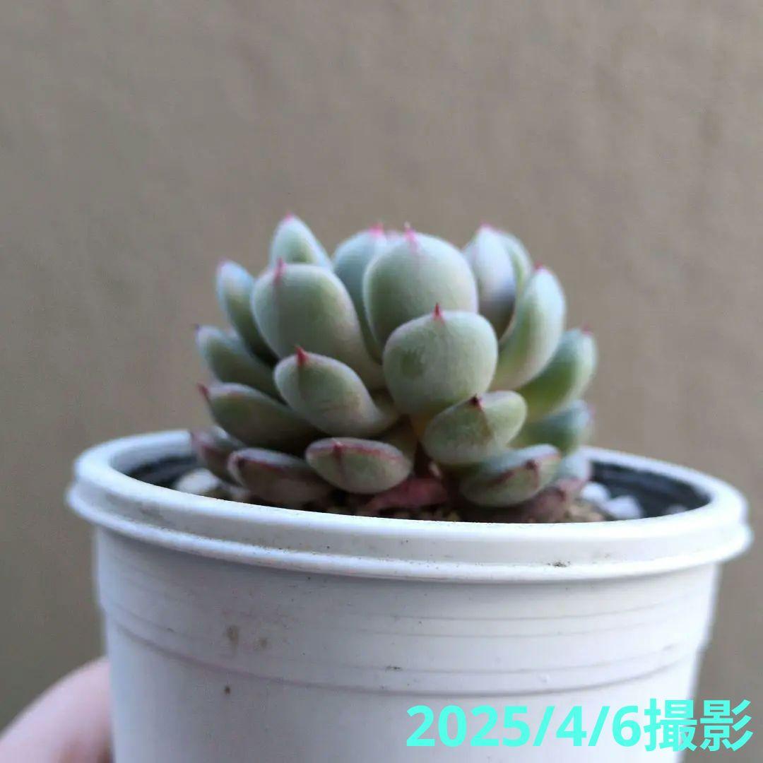 86. 多肉植物 ラウリンゼ×ミニマ 680円【抜き苗】