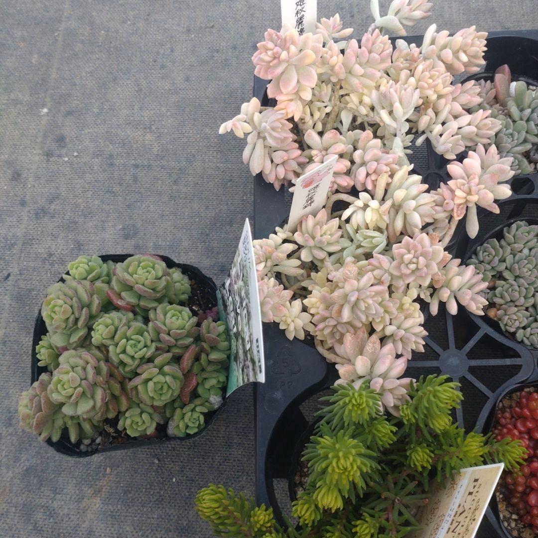 月曜発送 花さん専用