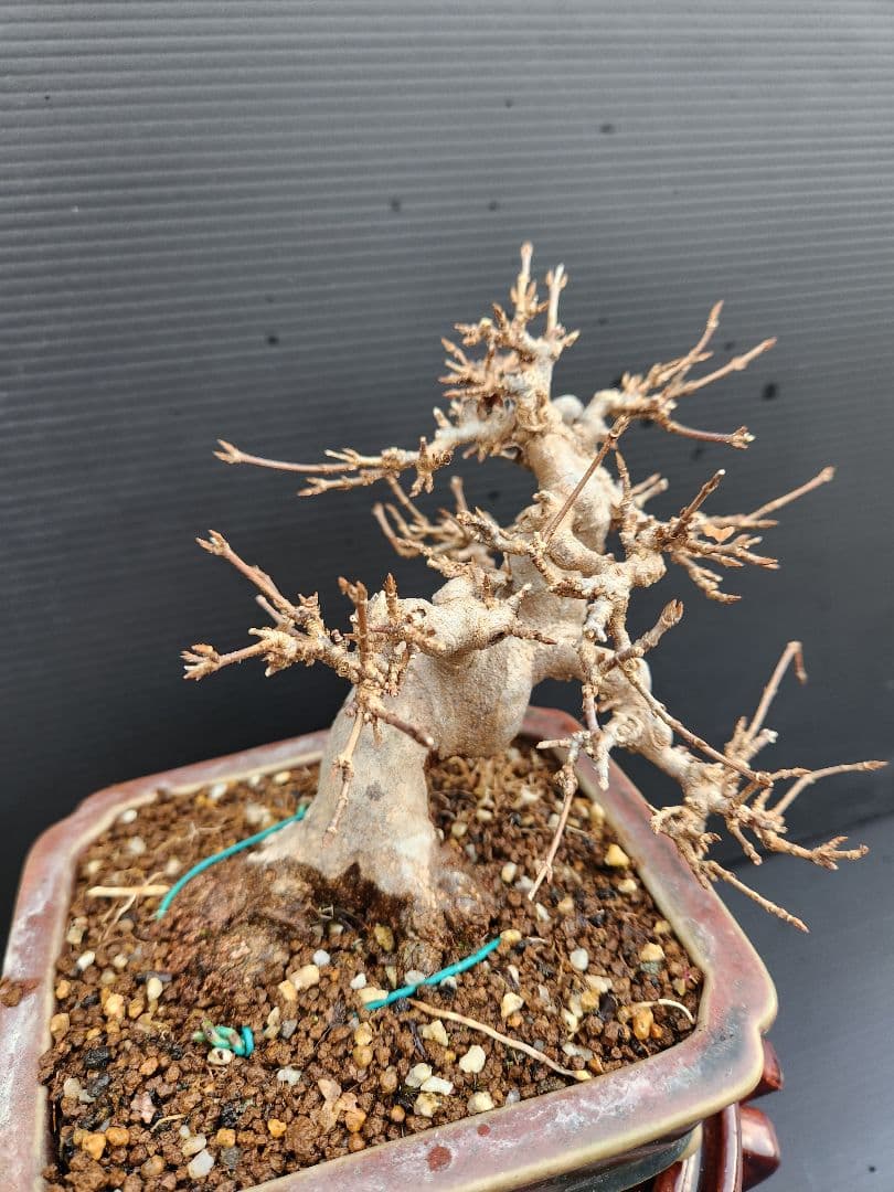 【写真追加】楓 かえで カエデ 楓盆栽 かえで盆栽 小品盆栽 紅葉