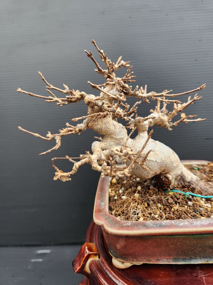 【写真追加】楓 かえで カエデ 楓盆栽 かえで盆栽 小品盆栽 紅葉