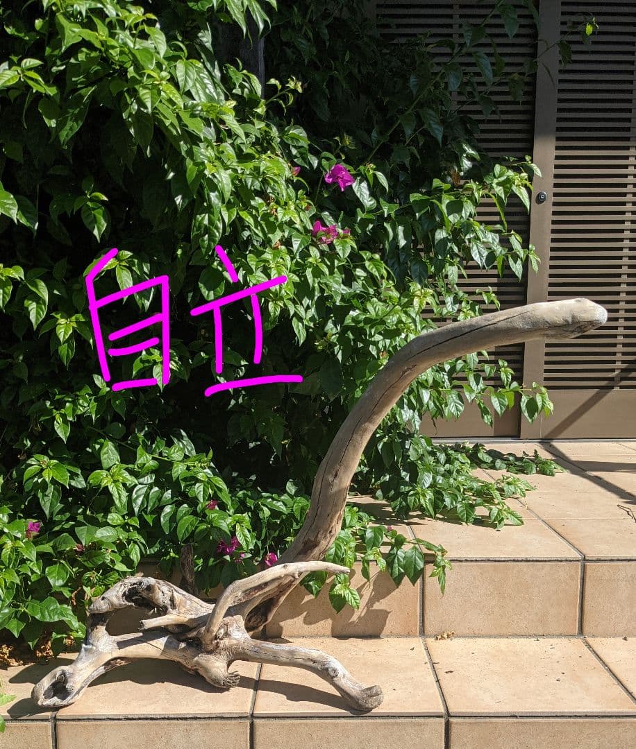 最終価格!!AX18【超大型流木】ロックガーデン向き/爬虫類等レイアウト/洗浄済