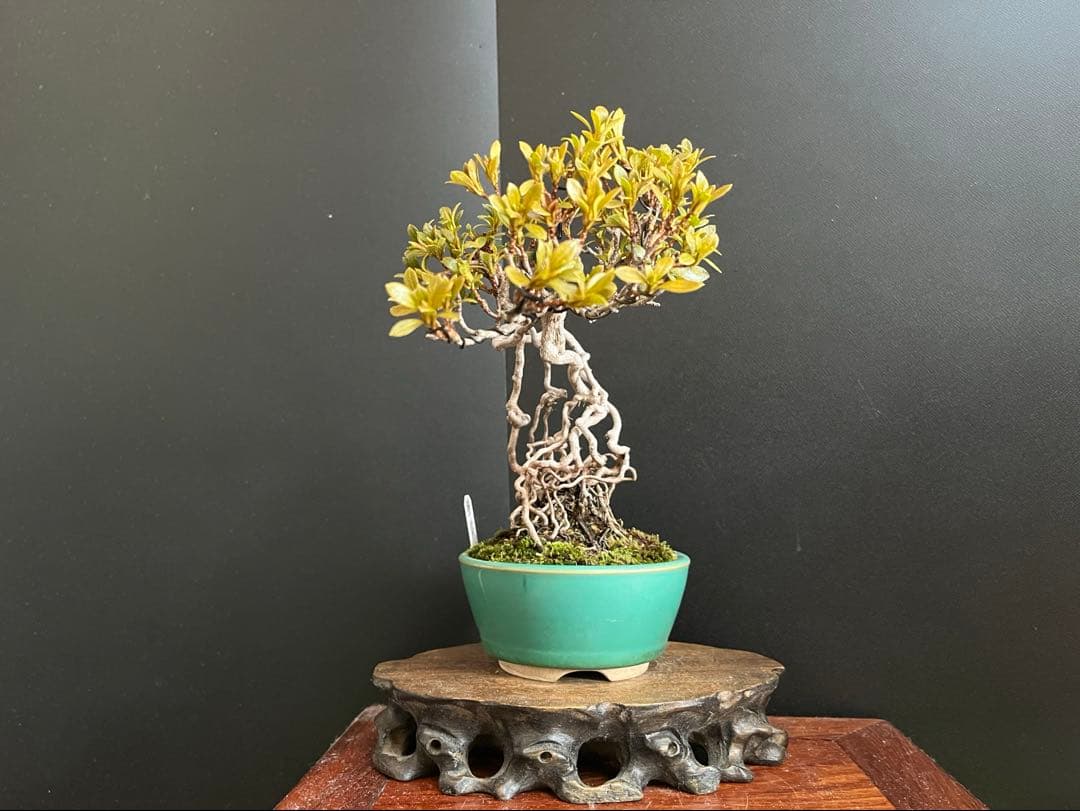 皐月盆栽　華厳　根上がり　小品盆栽　花芽あり　根芸、小葉、(検索用　サツキ、花物